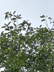 Diospyros morrisiana