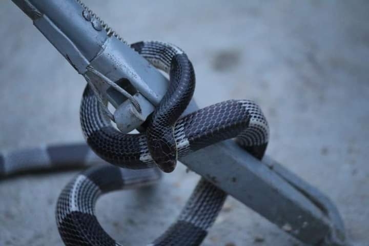 Burmese Krait