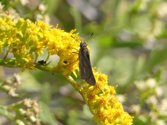 Panoquina panoquin