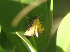 Ategumia ebulealis