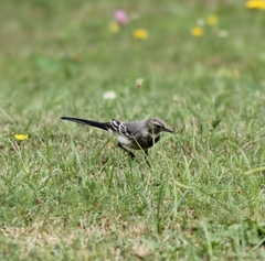 Motacilla alba alba