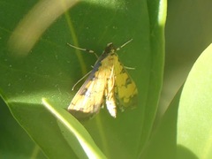 Ategumia ebulealis