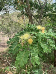Albizia lebbeck