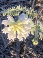 Astragalus nuttallii