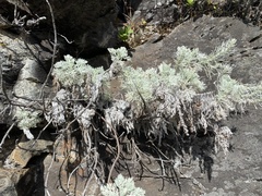 Artemisia mauiensis