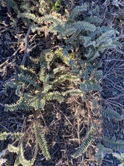 Astragalus nuttallii