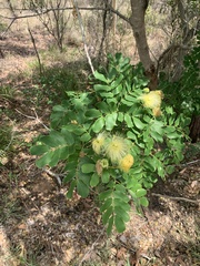 Albizia lebbeck