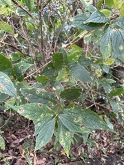 Hydrangea chinensis