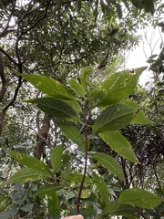 Hydrangea chinensis