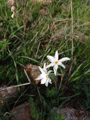 Narcissus