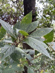 Hydrangea chinensis