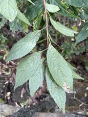 Hydrangea chinensis