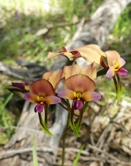 Diuris longifolia