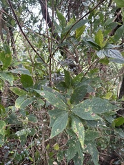 Hydrangea chinensis