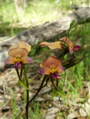 Diuris longifolia