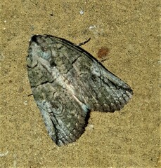 Prionofrontia strigata