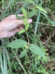 Callicarpa formosana formosana