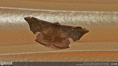 Fascellina chromataria