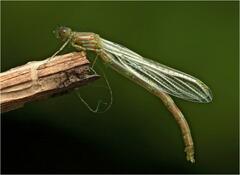 Erythromma lindenii
