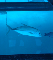Caranx papuensis