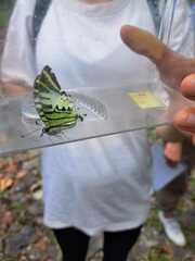 Graphium antiphates