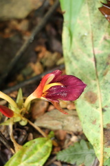 Zingiber kawagoii