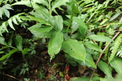 Zingiber kawagoii