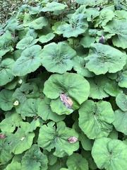 Petasites formosanus