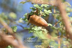 Sternocera castanea castanea