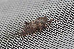 Atrapsalta corticina