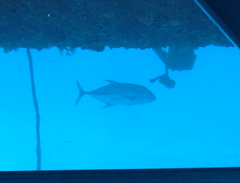 Caranx
