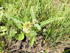 Raphionacme galpinii