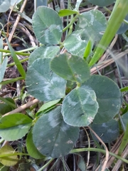 Trifolium repens