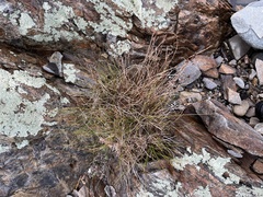 Festuca viviparoidea