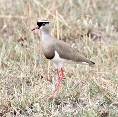Vanellus coronatus