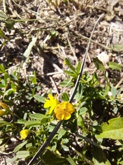 Medicago falcata