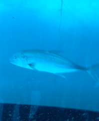 Caranx
