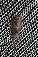 Atrapsalta corticina