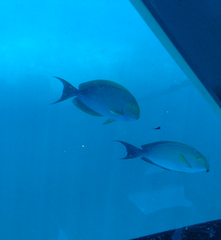 Acanthurus