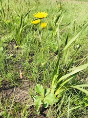 Berkheya rhapontica