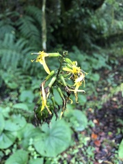 Ligularia stenocephala