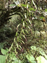 Ligularia stenocephala