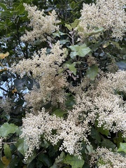 Brachyglottis repanda