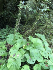Ligularia stenocephala