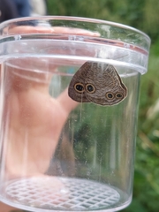 Ypthima multistriata