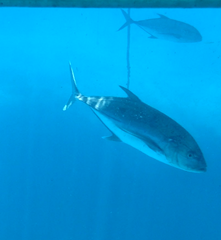 Caranx papuensis