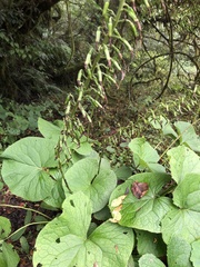 Ligularia stenocephala