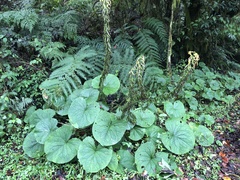 Ligularia stenocephala