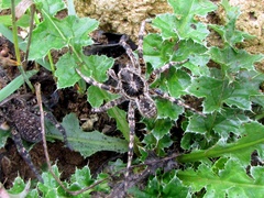 Lycosa singoriensis