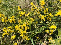 Aspalathus chortophila